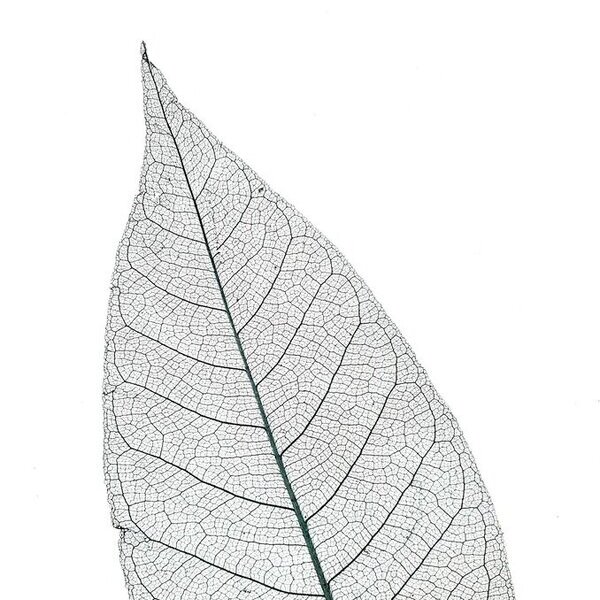 Produkt: Skelettblattla anthrazit light