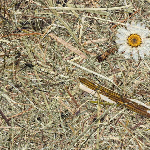 Produkt: Wildspitze Margeritta