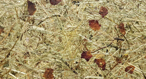 Wildspitze Rosengarten