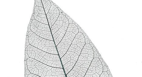 Skelettblattla anthrazit light