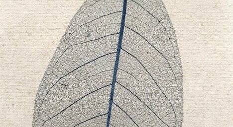 Skelettblattla anthrazit light