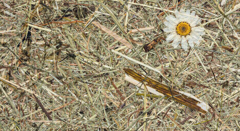 Wildspitze Margeritta